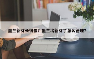 墨兰新芽长得慢？墨兰出新芽了怎么管理？