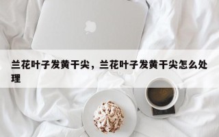 兰花叶子发黄干尖，兰花叶子发黄干尖怎么处理