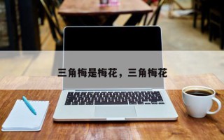 三角梅是梅花，三角梅花