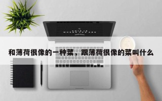 和薄荷很像的一种菜，跟薄荷很像的菜叫什么
