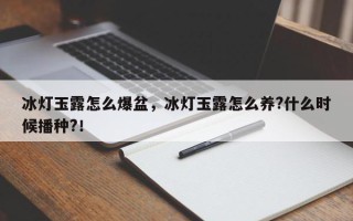 冰灯玉露怎么爆盆，冰灯玉露怎么养?什么时候播种?！