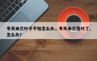 冬天米兰叶子干枯怎么办，冬天米兰落叶了,怎么办？