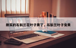 刚买的石斛兰花叶子黄了，石斛兰叶子变黄