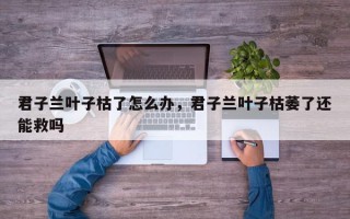 君子兰叶子枯了怎么办，君子兰叶子枯萎了还能救吗