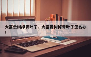 大富贵树掉青叶子，大富贵树掉青叶子怎么办！