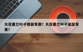 大花蕙兰叶子根部发黑？大花蕙兰叶子底部发黑？