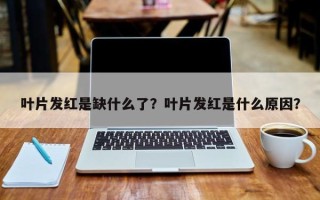 叶片发红是缺什么了？叶片发红是什么原因？