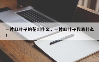 一片红叶子的花叫什么，一片红叶子代表什么！