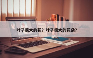 叶子很大的花？叶子很大的花朵？