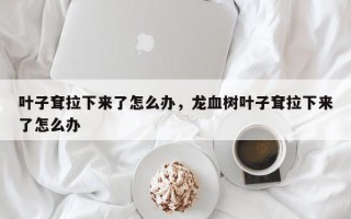 叶子耷拉下来了怎么办，龙血树叶子耷拉下来了怎么办