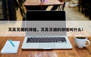 又高又细的绿植，又高又细的绿植叫什么！