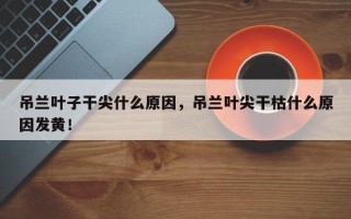 吊兰叶子干尖什么原因，吊兰叶尖干枯什么原因发黄！