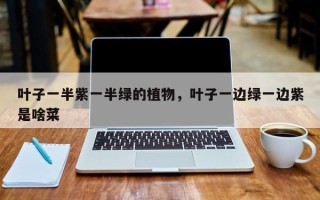 叶子一半紫一半绿的植物，叶子一边绿一边紫是啥菜