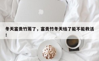 冬天富贵竹蔫了，富贵竹冬天枯了能不能救活！