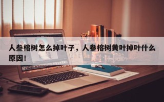 人叁榕树怎么掉叶子，人参榕树黄叶掉叶什么原因！