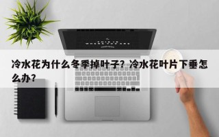 冷水花为什么冬季掉叶子？冷水花叶片下垂怎么办？