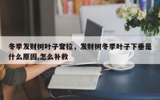 冬季发财树叶子耷拉，发财树冬季叶子下垂是什么原因,怎么补救