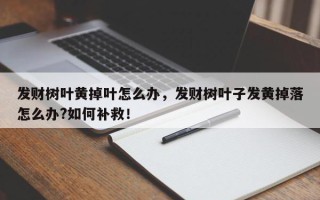 发财树叶黄掉叶怎么办，发财树叶子发黄掉落怎么办?如何补救！