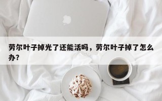 劳尔叶子掉光了还能活吗，劳尔叶子掉了怎么办？