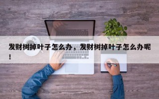 发财树掉叶子怎么办，发财树掉叶子怎么办呢！