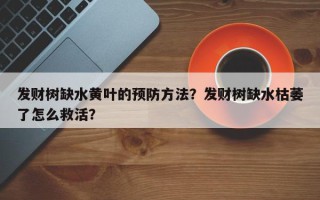 发财树缺水黄叶的预防方法？发财树缺水枯萎了怎么救活？