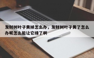 发财树叶子黄掉怎么办，发财树叶子黄了怎么办呢怎么能让它绿了啊