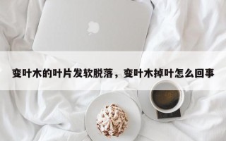 变叶木的叶片发软脱落，变叶木掉叶怎么回事