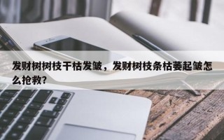 发财树树枝干枯发皱，发财树枝条枯萎起皱怎么抢救？