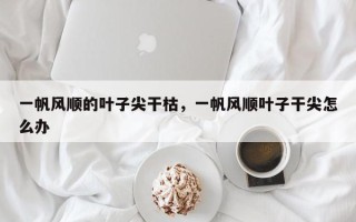 一帆风顺的叶子尖干枯，一帆风顺叶子干尖怎么办