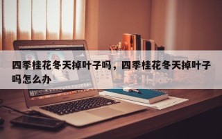四季桂花冬天掉叶子吗，四季桂花冬天掉叶子吗怎么办