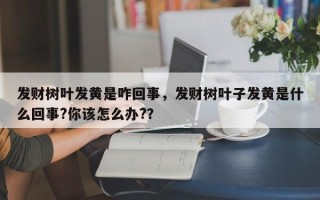 发财树叶发黄是咋回事，发财树叶子发黄是什么回事?你该怎么办?？