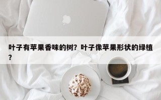 叶子有苹果香味的树？叶子像苹果形状的绿植？