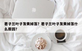 君子兰叶子发黄掉落？君子兰叶子发黄掉落什么原因？