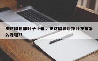 发财树顶部叶子下垂，发财树顶叶掉叶发黄怎么处理?！