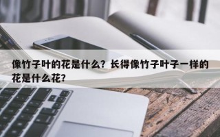 像竹子叶的花是什么？长得像竹子叶子一样的花是什么花？