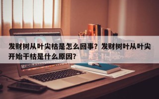 发财树从叶尖枯是怎么回事？发财树叶从叶尖开始干枯是什么原因？