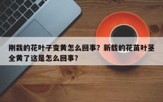 刚栽的花叶子变黄怎么回事？新载的花苗叶茎全黄了这是怎么回事？