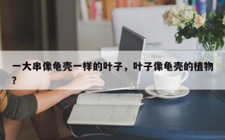一大串像龟壳一样的叶子，叶子像龟壳的植物？