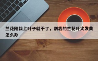 兰花刚栽上叶子就干了，刚栽的兰花叶尖发黄怎么办