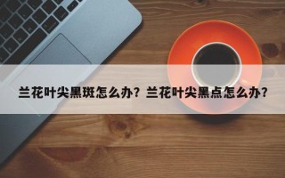 兰花叶尖黑斑怎么办？兰花叶尖黑点怎么办？