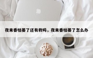 夜来香枯萎了还有救吗，夜来香枯萎了怎么办