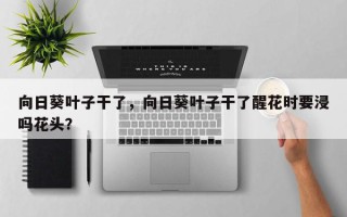 向日葵叶子干了，向日葵叶子干了醒花时要浸吗花头？