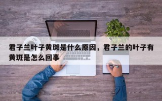 君子兰叶子黄斑是什么原因，君子兰的叶子有黄斑是怎么回事