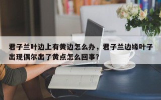 君子兰叶边上有黄边怎么办，君子兰边缘叶子出现偶尔出了黄点怎么回事？