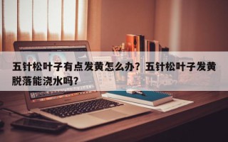 五针松叶子有点发黄怎么办？五针松叶子发黄脱落能浇水吗？