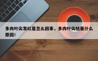 多肉叶尖发红是怎么回事，多肉叶尖枯萎什么原因！