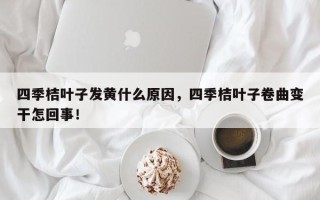 四季桔叶子发黄什么原因，四季桔叶子卷曲变干怎回事！