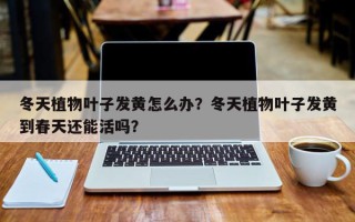 冬天植物叶子发黄怎么办？冬天植物叶子发黄到春天还能活吗？