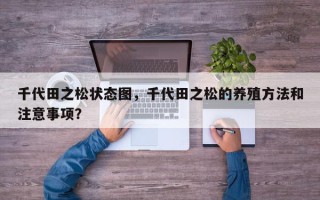 千代田之松状态图，千代田之松的养殖方法和注意事项？