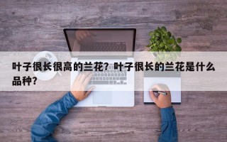 叶子很长很高的兰花？叶子很长的兰花是什么品种？